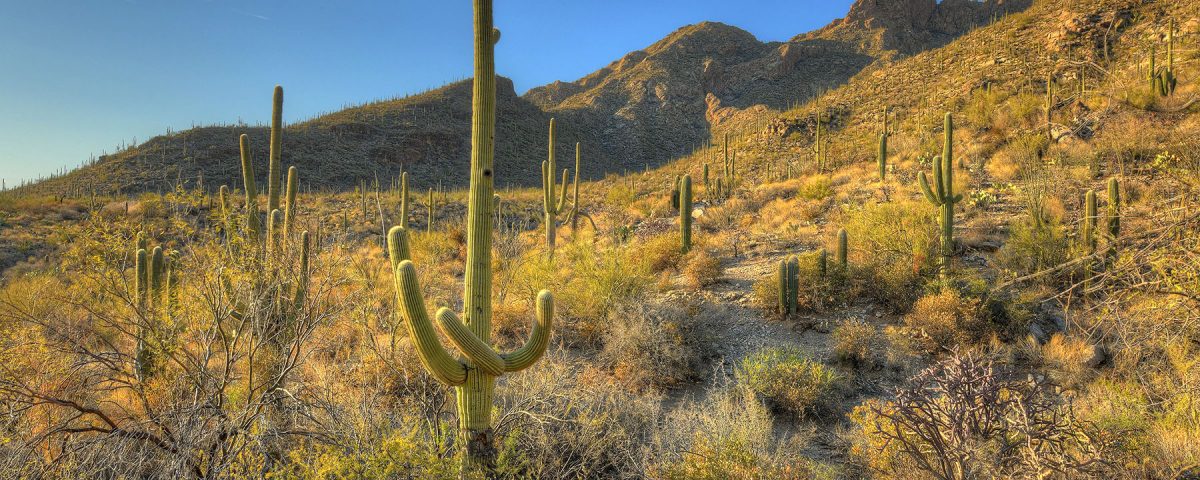 Barrell Cactus lead picture DSC_8511A