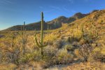 Barrell Cactus lead picture DSC_8511A